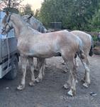 Hackney x Colt