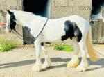 Bella, Riding Filly