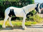 Bella, Riding Filly