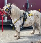 7hh Mare