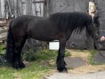 Alan, 3 Year Old Fell Gelding 