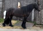 Alan, 3 Year Old Fell Gelding 
