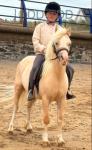 Palomino section A 4 year old registered gelding, 11.2hh. Broken in last summer and has been in work ever since. This pony is literally bomb proof. He's done more driving than riding. He's been driven on beach, forest, busy main roads, drives, Appleby twice and only ever been driven by a 7 year old girl that is now 8 on her own. 