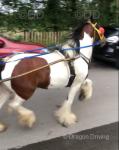 12.3hh driving mare, 7 years old. Mare good to shoe, catch, box, clip.
She is a real sweet mare, absolutely perfect to drive, snaffle mouth, will stand at junctions, happy to walk all day, never silly.