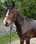Riding Gelding
