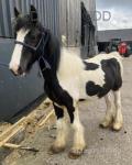 Yearling Colt