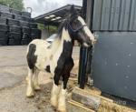 Yearling Colt