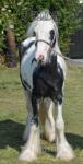 SD Blue Eyed Prince, Colt