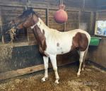 2 Year Old Colt