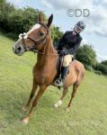 16.1hh Thoroughbred Riding Mare
