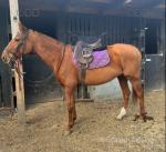 16.1hh Thoroughbred Riding Mare