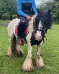 Daisy, 13hh Riding Mare