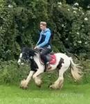 Daisy, 13hh Riding Mare