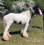 Daisy, 13hh Riding Mare