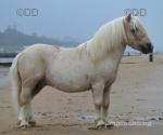 Shetland Stallions at Stud 