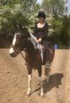 15.1hh half bred mare, rides & drives, 8 years old. 