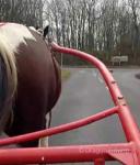 15.1hh Ride and Drive Mare