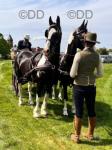 Bonnie & Betty for Sale due to circumstances beyond my control. Bonnie & Betty matched pair of full sisters. Friesian cross Gelderlander. Ride & drive. 