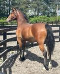 Welsh Section D Colt