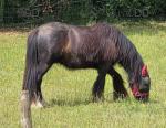 Teddy, 3 Year Old Gelding 