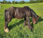 Teddy, 3 Year Old Gelding 