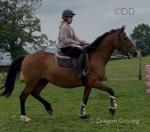 Crystal, 16hh Mare