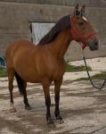 Crystal, 16hh Mare