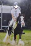 Jack, 12.2hh Riding Gelding
