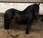 10 year old ride and drive stallion standing at 16.1hh section D x cob. Lola, baby to handle, he's never covered a mare in his life. Came direct from breeder, was broken as a 4 year old and done nothing since, only bit of ridden work here and there. 
