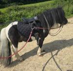 Registered piebald mini Shetland stallion, would be an asset to any stud or would go beautifully in a cart. Could also be gelded. He's an absolute rock in all traffic & doesn't bat an eye lid. 