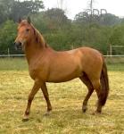15.1/2hh chunky PRE gelding lovely breeding. Hard to find a true chestnut PRE on market at this price. Leg in each corner type. Professionally backed as a 5 year old so was given plenty of time to mature. Previously done pony club ridden by all types of riders. Huge jump prospect/ eventing type. 