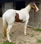 For sale 3 year old mare, lovely quiet animal, have done loads of drives with her London, Bournemouth, Maidstone, she's done them all. Perfect with being shoed, loaded into box, will stand all day fine.  