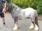 Mares Can Stay While Being Served