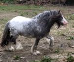 10.1hh Stallion at Stud 
