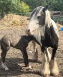 12.2hh Broodmare with Colt Foal at Foot