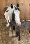 12.2hh Broodmare with Colt Foal at Foot