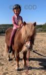 Sandy, Shetland Mare
