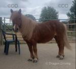 Sandy, Shetland Mare