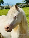 Luna, Welsh Section A Mare
