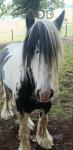 13.1hh Stallion
