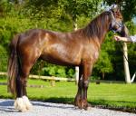 2 Year Old Gelding 