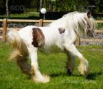 Colt