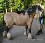 2 Year Old Colt