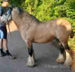 2 Year Old Colt