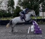 14.1hh Riding Mare