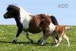 7.1hh Shetland Stallion for Stud