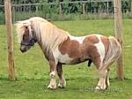 7.1hh Shetland Stallion for Stud