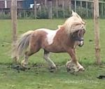 7.1hh Shetland Stallion for Stud
