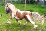 7.1hh Shetland Stallion for Stud