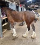 15.2hh Mare